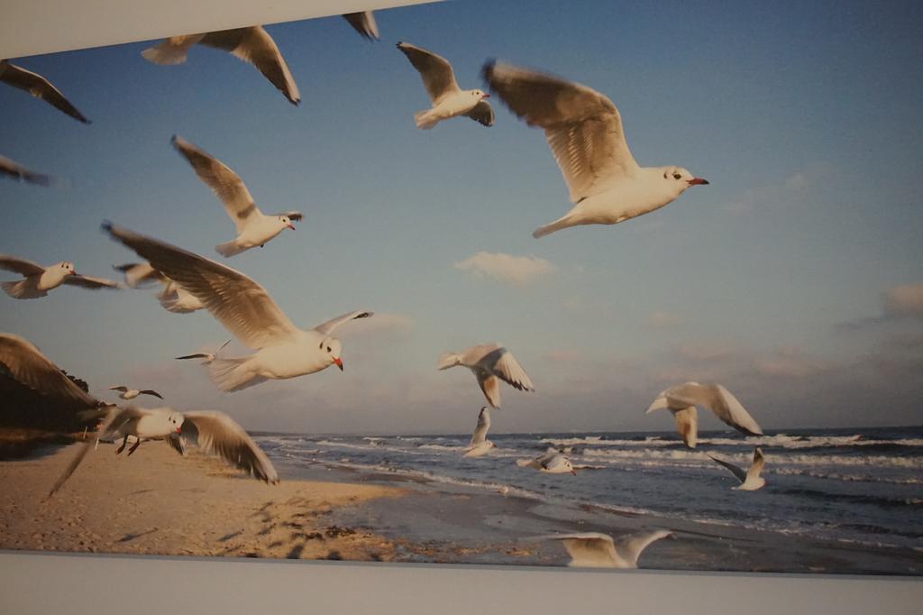 Apartamenty I Domki Osinscy Braniewo Dış mekan fotoğraf